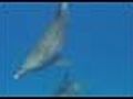 dolphin | BahVideo.com