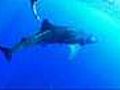 Whale shark in danger off the east African coast | BahVideo.com