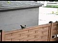 Squirrel tryes to jump but then  | BahVideo.com