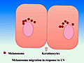 Vitamin D UV The Original Source - How to  | BahVideo.com