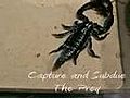 Scorpion | BahVideo.com