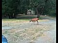 Pregnant deer | BahVideo.com