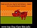 Dog Care Guide | BahVideo.com