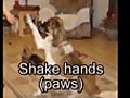 Teach Your Dog Any Trick | BahVideo.com