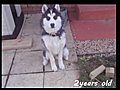 MY Siberian husky at 2 years old | BahVideo.com