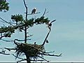 Fishing Line Traps Baby Eagle In Nest | BahVideo.com