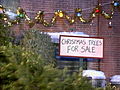 Grover s Christmas Trees | BahVideo.com