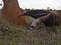 Mutant Planet Giant Anteater | BahVideo.com