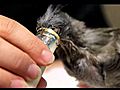 Baby crested pigeon feeding | BahVideo.com