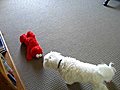 Snowy afraid of tickle me Elmo part 1 of 2 | BahVideo.com