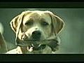 Suicide Dog | BahVideo.com