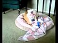 Pitbull whining at toy | BahVideo.com