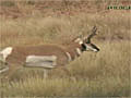 Wild Extremes WY Antelope | BahVideo.com