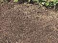 How To Seed A Lawn | BahVideo.com