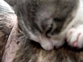 Kitten Suckles Male Pitbull | BahVideo.com