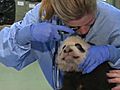 Panda Cub Gets a Name | BahVideo.com