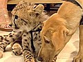 Cheetah and puppy are BFF s | BahVideo.com