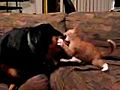 Dog Plays Nice With Kitten | BahVideo.com