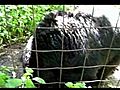 Bear Creek Sanctuary - BooBoo Bear | BahVideo.com