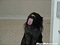 Dog Loves Peanut Butter | BahVideo.com