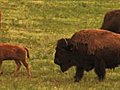  1113 Bison Grazing On Spring Grass Ranchland With Nursing Calves Stock Footage | BahVideo.com