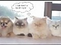 Funny Cat Slideshow | BahVideo.com