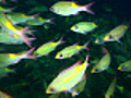 Yellow Reef Fish | BahVideo.com