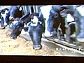 UNCUT WARNING Graphic Video For Veal Protest | BahVideo.com