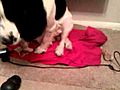 Male dog breast feeding a kitten | BahVideo.com