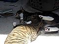 Cats Kissing | BahVideo.com