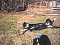 Meet Mickey a Border Collie currently  | BahVideo.com