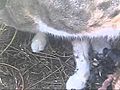 My cat giving birth  | BahVideo.com