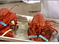 How To Boil and Cut Lobster | BahVideo.com