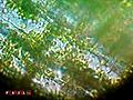 Blattzellen der Wasserpest Elodea canadensis  | BahVideo.com