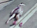 Girl playing dead caught on Google Street View | BahVideo.com