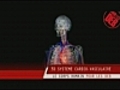 Le syst me cardio-vasculaire en action | BahVideo.com