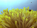 Sea Anenome with clownfish | BahVideo.com