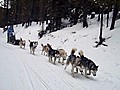 Dog Sledding 101 in Colorado | BahVideo.com