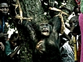 Killer Chimpanzee | BahVideo.com