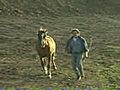 The Expression of Horses | BahVideo.com