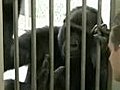 Man Tickles Gorilla | BahVideo.com