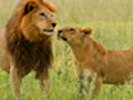 Male Lions vs Female Lions | BahVideo.com