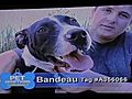 COJ Animal Shelter Commercial Bandeau | BahVideo.com
