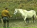 The Leading Mare | BahVideo.com
