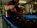 Boston Globe Lobstermen are feeling trapped | BahVideo.com