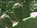 Benefits of Using the Cactus Plant | BahVideo.com