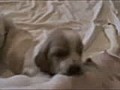 Basset Pups 3 Weeks | BahVideo.com
