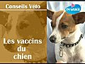 Les vaccins du chien | BahVideo.com