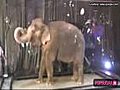 PSR 5 20 10 Rob s Elephant Costar  | BahVideo.com