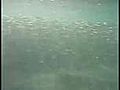 Rhode Island Narragansett bay Fishing Stripe Bass | BahVideo.com